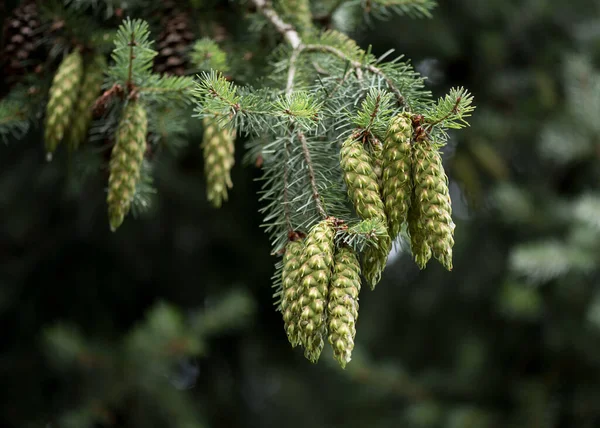 Jovens Cones Abeto Paisagem Florestal Cones Fechar — Fotografia de Stock