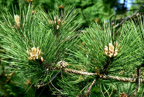 Primo Piano Della Pigna Emergente Foresta Primaverile Coni Vicino — Foto Stock