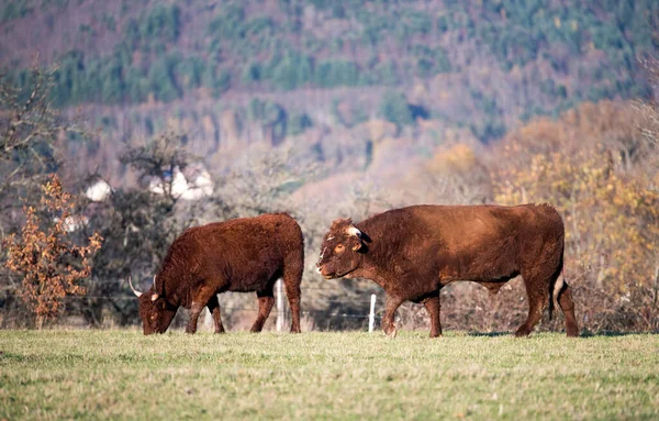 Herde Von Kühen Auf Dem Feld Herbstwiese Den Bergen — Stockfoto