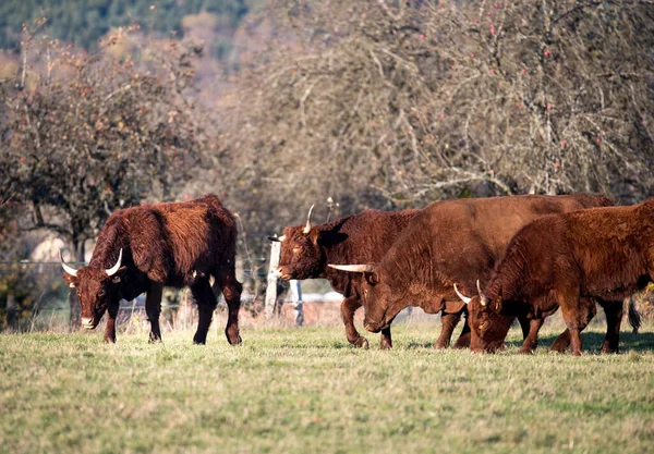 Herde Von Kühen Auf Dem Feld Herbstwiese Den Bergen — Stockfoto