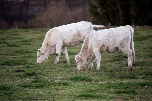 Herde Von Kühen Auf Dem Feld Herbstwiese Den Bergen — Stockfoto