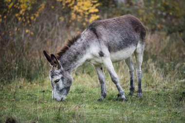 Güz otlağında gri eşek. Sonbahar manzarası. Çiftlik hayvanı.