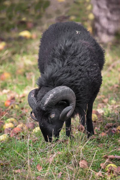 Schwarzer Widder Frisst Äpfel Schafe Auf Der Herbstwiese Männlicher Widder — Stockfoto