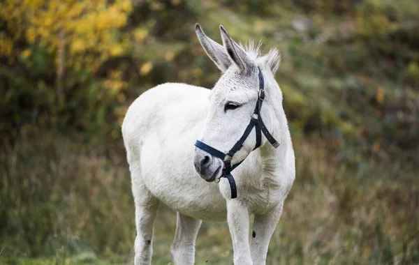 Donkey grazing in the autumn pasture. White young donkey.