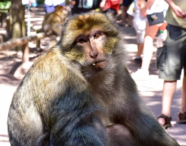 Portret Van Barbaarse Makaak Monkey Mountain Frankrijk — Stockfoto