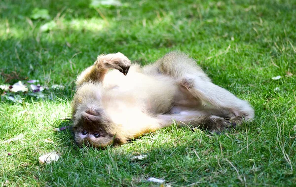 Małpy Lesie Zwierzęta Siedlisku Makak Barbarowy — Zdjęcie stockowe