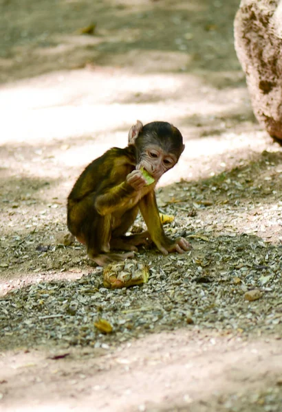 Monkey Mountain Francia Bambino Del Macaco Barbaro Animali Nel Loro — Foto Stock