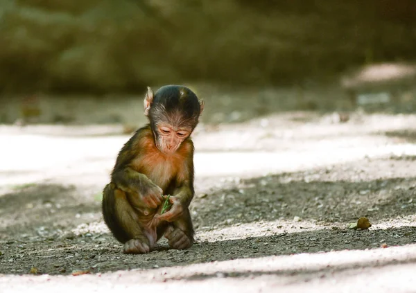 Monkey Mountain Frankrijk Baby Van Barbaarse Makaak Dieren Hun Natuurlijke — Stockfoto