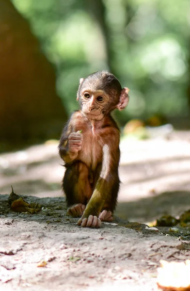 Monkey Mountain Frankrijk Baby Van Barbaarse Makaak Dieren Hun Natuurlijke — Stockfoto