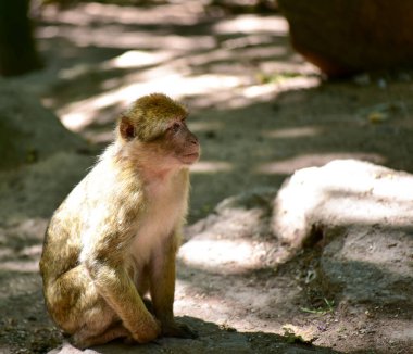 Ormandaki maymunlar. Habitattaki hayvanlar. Barbar maymun.
