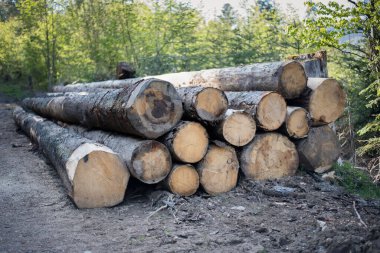 Şömine ya da ahşap ürünleri için odun. Yol kenarındaki ormanda hasat. Kesilen ağaçların kütükleri yerde yatıyor. Ormanların yok edilmesi. Ekolojik felaket.
