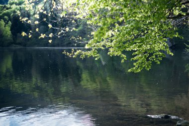 Yaz manzarası. Suyun üzerine eğilmiş yeşil yapraklı bir ağaç dalı..