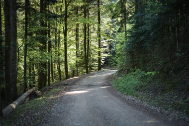 Ormandaki toprak yol. Yaz zamanı. Sıcak bir günde ağaçların gölgesi.