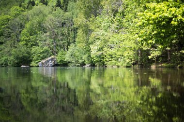 Alp Gölü. Orman suya yansıyor. Bahar manzarası. Ağaçlarda taze yapraklar.