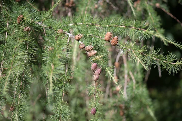 Lärchen Sind Nadelbäume Der Gattung Larix Ein Zweig Eines Baumes — Stockfoto