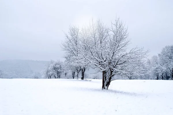 Winter landscape. Snowy cold winter in the forest. Frosty tree and earth. Freeze the temperature in nature.