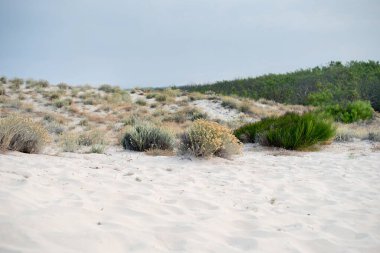 Çimenler denizin yakınındaki kum tepelerinde yetişir. Deniz kenarında. Atlantik Okyanusu Kıyısı.