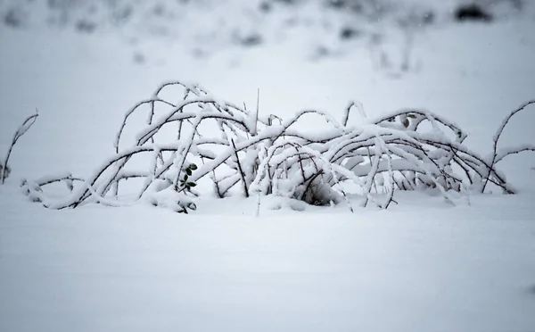 Bush Snow Snow Spider Winter Landscape — Stock Photo, Image