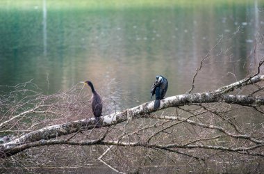 Birkaç büyük karabatak ağaçta dinleniyor. Göl kenarındaki su kuşu..