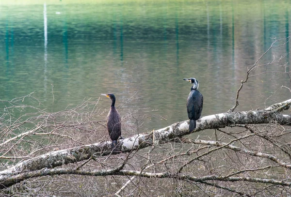 A couple of great cormorants are resting on a tree. waterfowl bird by the lake.
