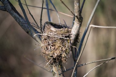 Kuşlar dallar arasında bir ağaca yuva yapar. Küçük yuva. Bahar dönemi.