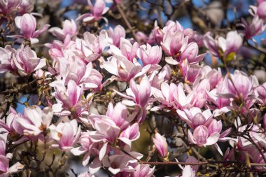 Çiçeklerdeki manolya ağacı. Ağaçta pembe çiçekler var. Bahar manzarası.