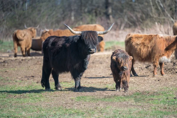 Scottish Highland Rinder Black Scottish Highland Rinder Mit Großen Hörnern — Stockfoto