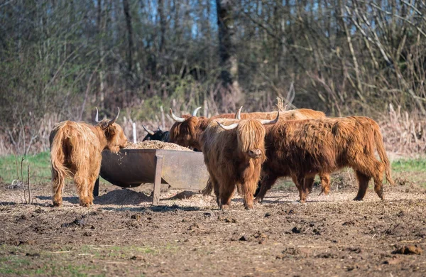 Schottische Hochlandrinder Tiere Der Nähe Ihres Futters — Stockfoto