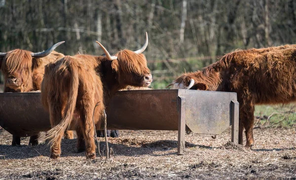 Schottische Hochlandrinder Tiere Der Nähe Ihres Futters — Stockfoto