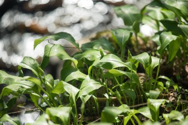 Baharda ormanda yetişen yabani sarımsak ya da ayı sarımsağı. Ramson tarlası derenin yanında..