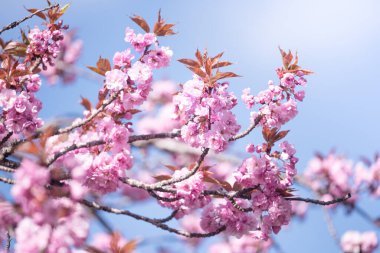 Bahar çiçekleri. Romantik bahar havası. Kiraz çiçeği. Pembe sakura ağacı..