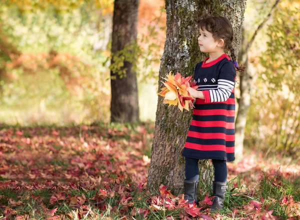 Little girl in the park collects autumn leaves. Autumn landscape with red and yellow colors.