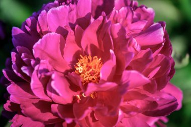 Kırmızı şakayık çiçekleri seçici odaklı yakın plan. Dekorasyon için güzel çiçek açan şakayık. Tek yemyeşil şakayık kafa, narin bir çiçeğin üst görüntüsü..