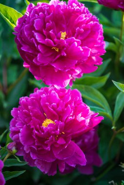 Kırmızı şakayık çiçekleri seçici odaklı yakın plan. Dekorasyon için güzel çiçek açan şakayık. Tek yemyeşil şakayık kafa, narin bir çiçeğin üst görüntüsü..