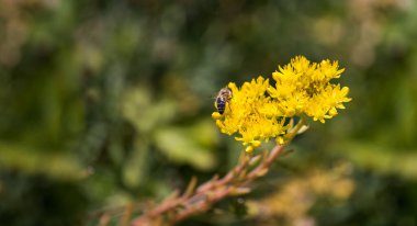 Dağ sarı çiçeği. Alplerde çiçek açıyor. Arı nektar toplar..