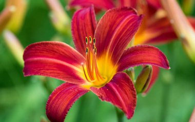 Zambak çiçeği yaklaş. Bahçedeki kırmızı zambak. Yaz bahçesi çiçekleri.