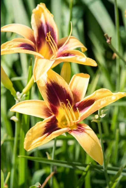 Lily Flower Close Yellow Lily Garden Summer Garden Flowers — Fotografia de Stock