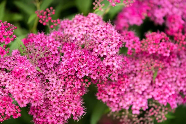 Украшенные Садовые Растения Красные Цветы Spiraea Japonica Froebelii Цветущий Сад — стоковое фото