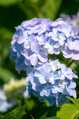 Büyük yapraklı ortanca çiçeği. Leylak çiçekleri ve ortanca yaprakları. Yakın plan..