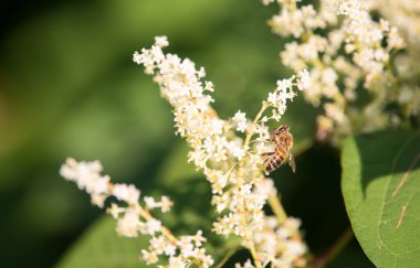 Prunus lusitanica 'nın beyaz çiçekleri. Bir arı çiçeklerden nektar toplar..