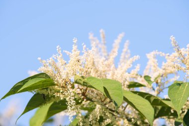 Mavi gökyüzüne karşı beyaz çiçekler. Prunus lusitanica 'nın çiçek açan bitkileri.