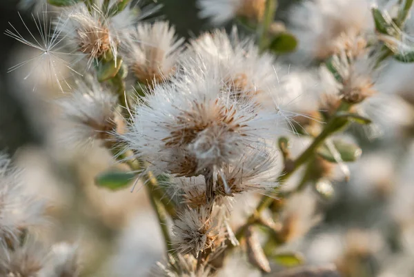 Kışın Çakal Fırçası Macro shot 'ı (Baccharis pilularis)