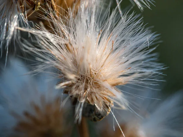 Çakal Fırçası 'nın (Baccharis pilularis) kışın yakın çekimi