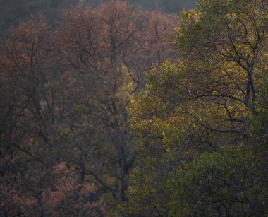 Autumn Oak Ormanı Renk Sahnesi, Mooney Tepesi, Folsom Gölü SRA