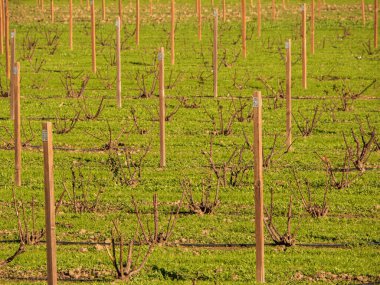 Davis Ca yakınlarında sıra sıra dizilmiş ekinler