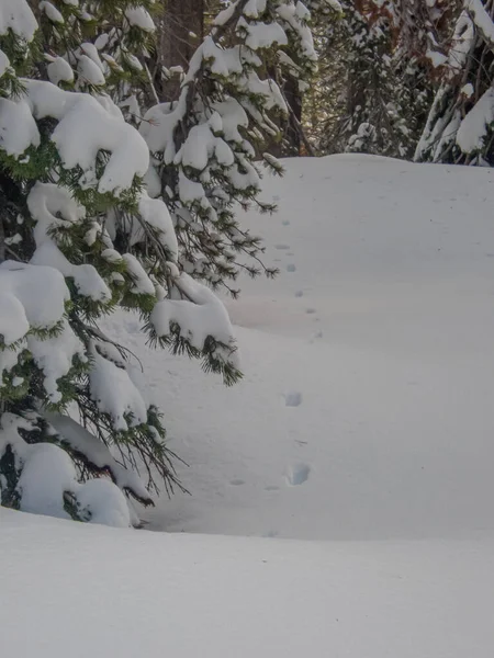 Karda Hayvan İzleri, Sierra Nevadas California 2021