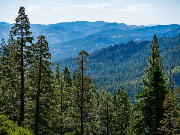 Vista Floresta Perto Lago Tahoe 2019 — Fotografia de Stock