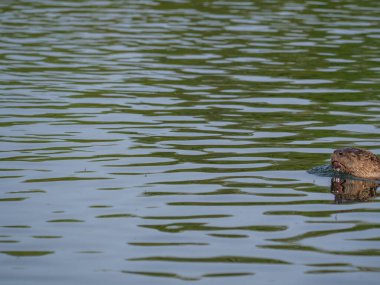 Su samuru yeni yakalanan avın tadını çıkarıyor.