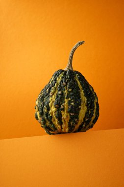 Fantezili yeşil çizgili balkabağı, portakal rengi arka planda yakın plan. Modern sebze natürmortu.