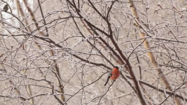 Бульбашка з червоною грудьми сидить на гілці дерева в зимовому парку . — стокове відео